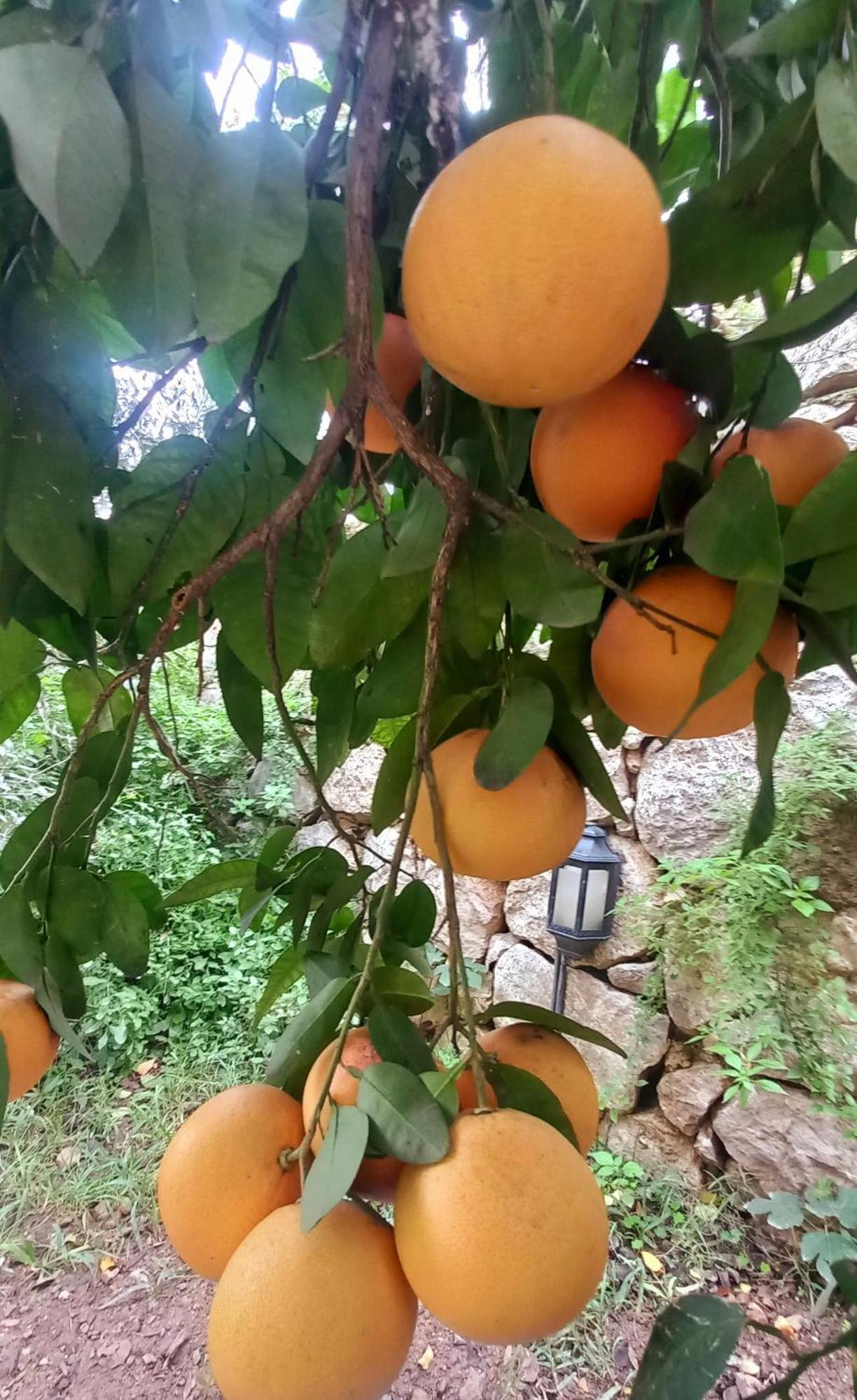 Demeter Rose Stonehouse Pansion Διαμέρισμα Αττάλεια Εξωτερικό φωτογραφία